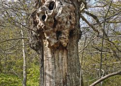 Esskastanie auf der Fattoria La Vialla, Toscana, Italien