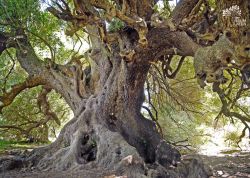 Olivastri Millenari am Lago di Lisca, Sardinien, Italien