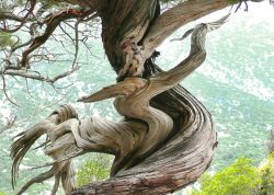 Vom Kantenwind gedrehter Wacholder im Valle Lanaittu, Sardinien, Italien