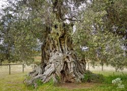 Sa Reina im Olivenhain S' Ortu Mannu bei Villamassargia, Sardinien, Italien