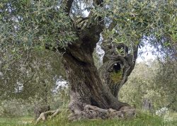 Olivenhain S' Ortu Mannu bei Villamassargia, Sardinien, Italien