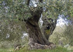 Olivenhain S' Ortu Mannu bei Villamassargia, Sardinien, Italien