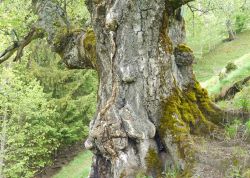 Hängebirke bei Lauterbrunnen-1, Kanton Bern, Schweiz