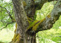 Hängebirke bei Lauterbrunnen-2, Kanton Bern, Schweiz