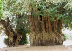 Eiben in La Lande-Patry, Normandie, Frankreich