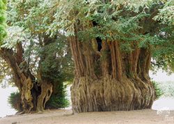 Eiben in La Lande-Patry, Normandie, Frankreich