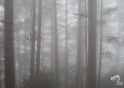 Wald im Nebel am GR20, Korsika, Frankreich