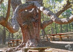 Kanarenkiefer oberhalb El Pinar, El Hierro -2, Spanien