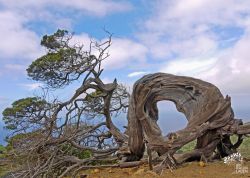 Sabina auf der La Dehesa, El Hierro - 2, Spanien