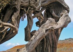 Sabina auf der La Dehesa, El Hierro - 3H, Spanien