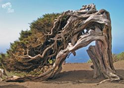 Sabina auf der La Dehesa, El Hierro - 3B, Spanien