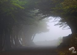 Monterreyzypressen-Baumtunnel, El Hierro, Spanien
