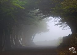 Monterreyzypressen-Baumtunnel, El Hierro, Spanien