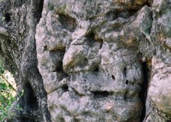 Olivenbaumgeist im Amaribecken, Kreta-1, Griechenland