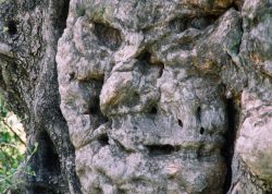 Olivenbaumgeist im Amaribecken, Kreta-1, Griechenland