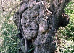 Olivenbaumgeist im Amaribecken, Kreta-2, Griechenland