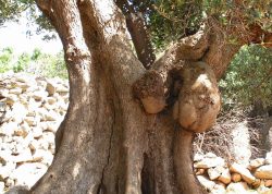 Olivenbaum mit Maserknollen, Kroatien
