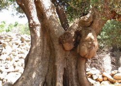 Olivenbaum mit Maserknollen, Kroatien