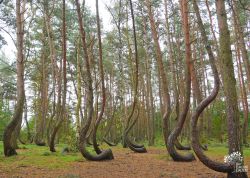 Krummer Wald bei Gryfino, Polen