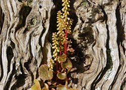 Neues Leben in altem Olivenbaum