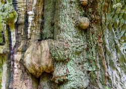 Eichenstammdetail