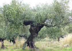 Tanzendes Olivenmädchen