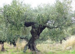 Tanzendes Olivenmädchen
