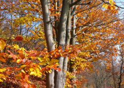 Herbstwald