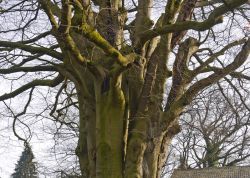 Hutebuche in Lutzhorn, Schleswig-Holstein