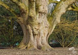 Bergahorn im Hirschpark Hamburg