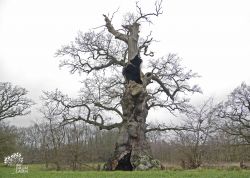 Kattholzeiche bei Perdöl, Schleswig-Holstein