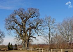 Eiche bei Güderott, Schleswig-Holstein