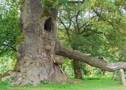 St. Wolfgangseiche bei Schloss Haus, Bayern