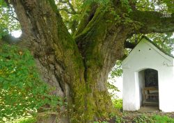 Singerlinde bei Oed, Bayern