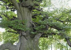 Süntelbuche in Lauenau, Niedersachsen