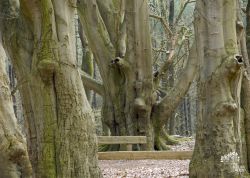 Hutebuchen im Tinner Loh - 1, Niedersachsen