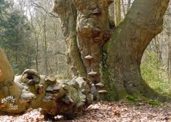 Hutebuchen im Tinner Loh - 2, Niedersachsen