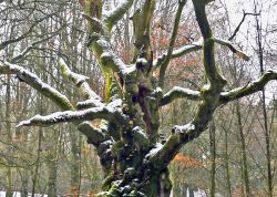 Hutebuche im Tinner Loh – Champion, Niedersachsen