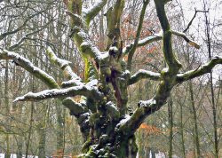Hutebuche im Tinner Loh – Champion, Niedersachsen