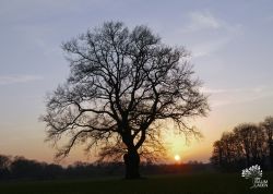 Feldeiche bei Ostendorf, Niedersachsen