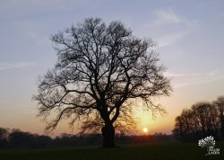 Feldeiche bei Ostendorf, Niedersachsen