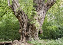 Friederikeneiche im Hasbruch, Niedersachsen