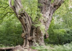 Friederikeneiche im Hasbruch, Niedersachsen