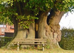 Friedhofslinde in Kathrinhagen, Niedersachsen