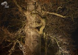 Eiche vor Philippis Hof in Osterholz-Scharmbeck, Niedersachsen