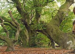 Süntelbuchenallee in Bad Nenndorf, Niedersachsen