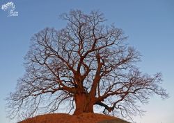 Tumuluslinde in Evessen, Niedersachsen