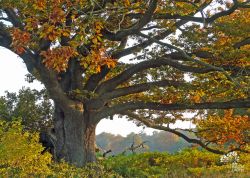 Mackensen-Eiche bei Worpswede – Herbst, Niedersachsen