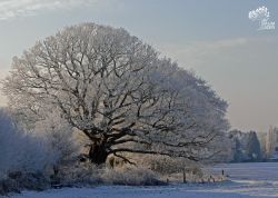 Mackensen-Eiche bei Worpswede – Winter, Niedersachsen