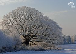 Mackensen-Eiche bei Worpswede – Winter, Niedersachsen